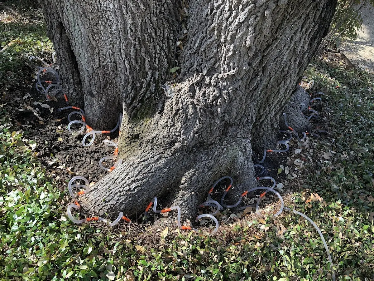 Detailed Tree Cabling and Bracing job site in Hoagland