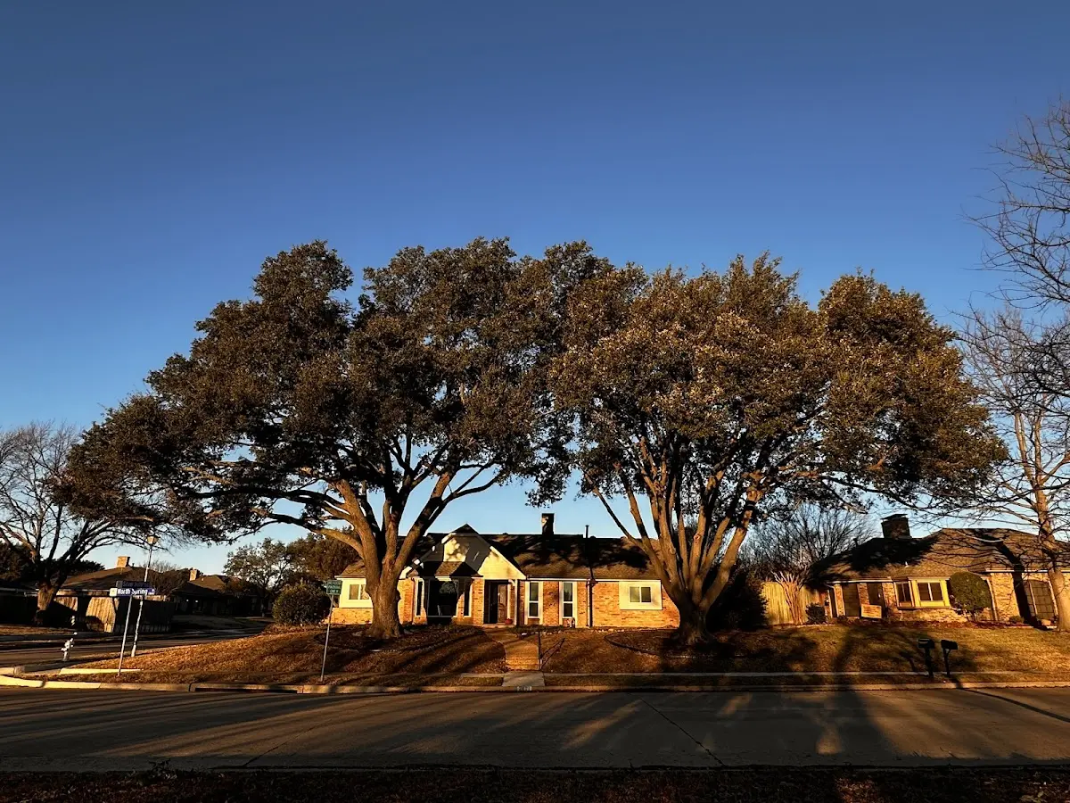 Established residential canopy tree shading a home in Hoagland